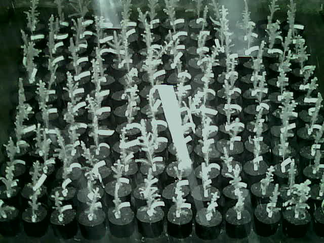 144-150613-1958i